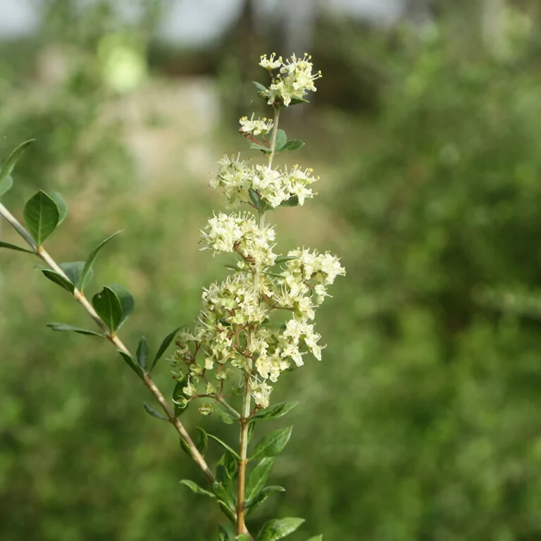 Plante henné en coloration végétale