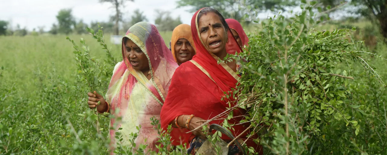 Récolte du henné en Inde